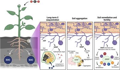 Three important roles and chemical properties of glomalin-related soil protein